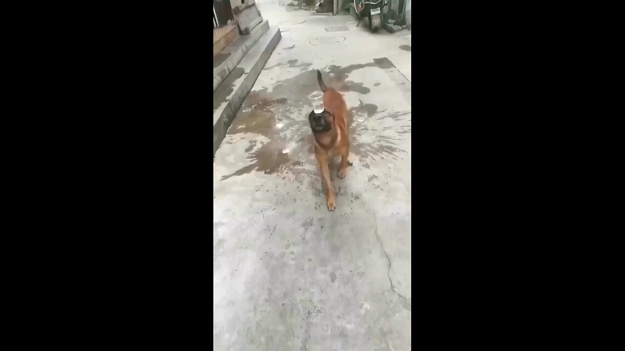 Dog balancing a glass of water❤️