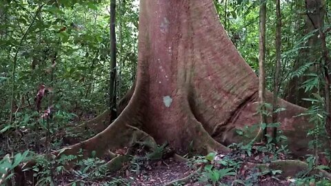 7 Borneo Death Blow Full Documentary