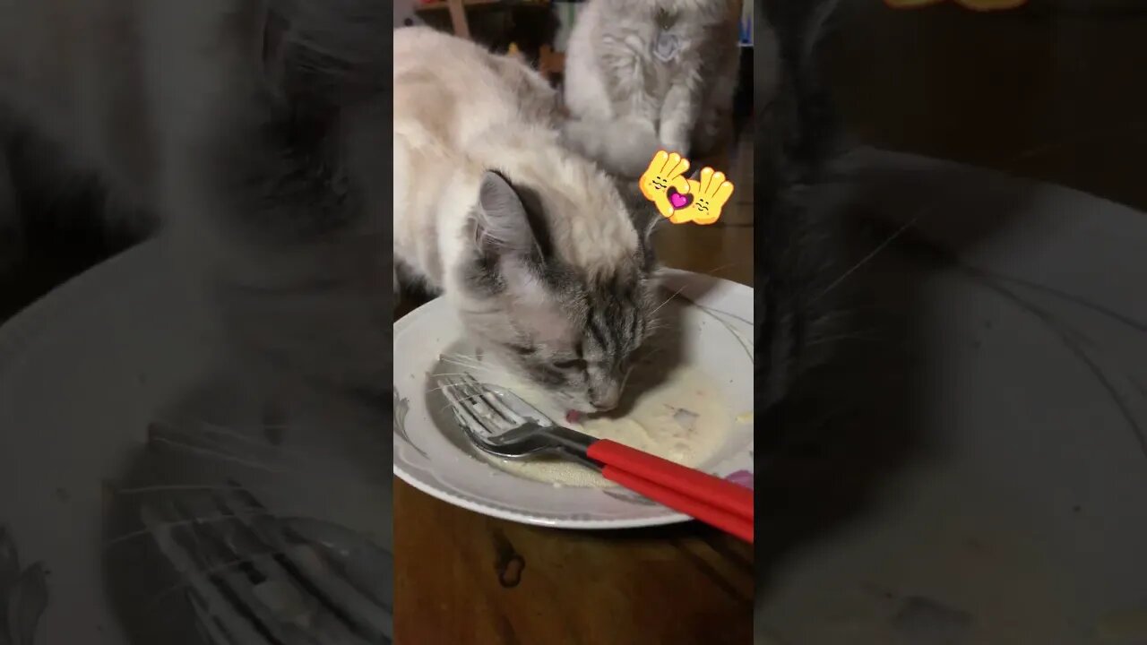 Just my cat casually licking carbonara sauce 💗😂 #shorts