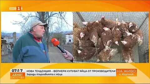 Все повече хора в Благоевградско отглеждат кокошки носачки заради цените на яйцата
