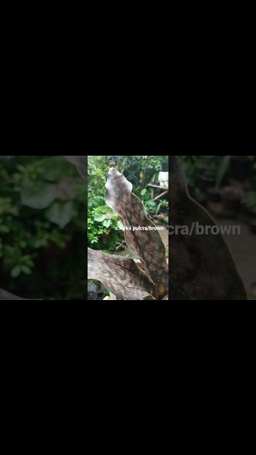 snake plant kirkii pulcra#shorts