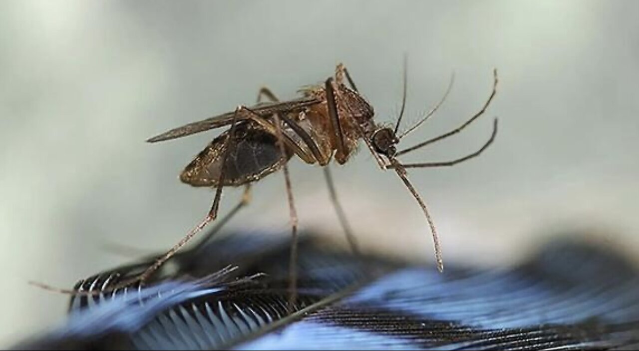 Mosquito-Borne Viruses Will Soon Be ‘New Normal’