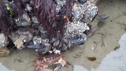 Angry crabs 🦀 tide pools fighting 6