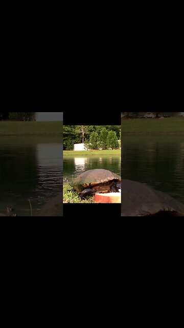 Thank you very much! #shorts