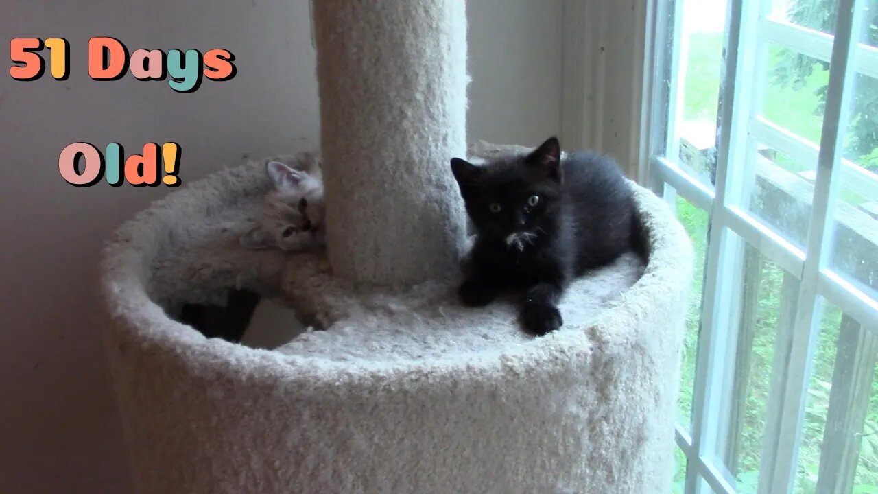 Misha's Kittens Are 51 Days Old! 😻