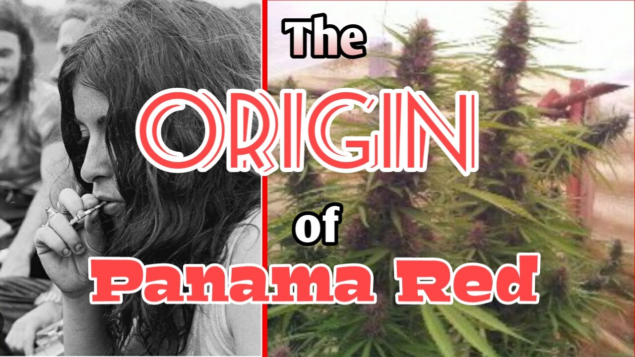 The Origins of Panama Red