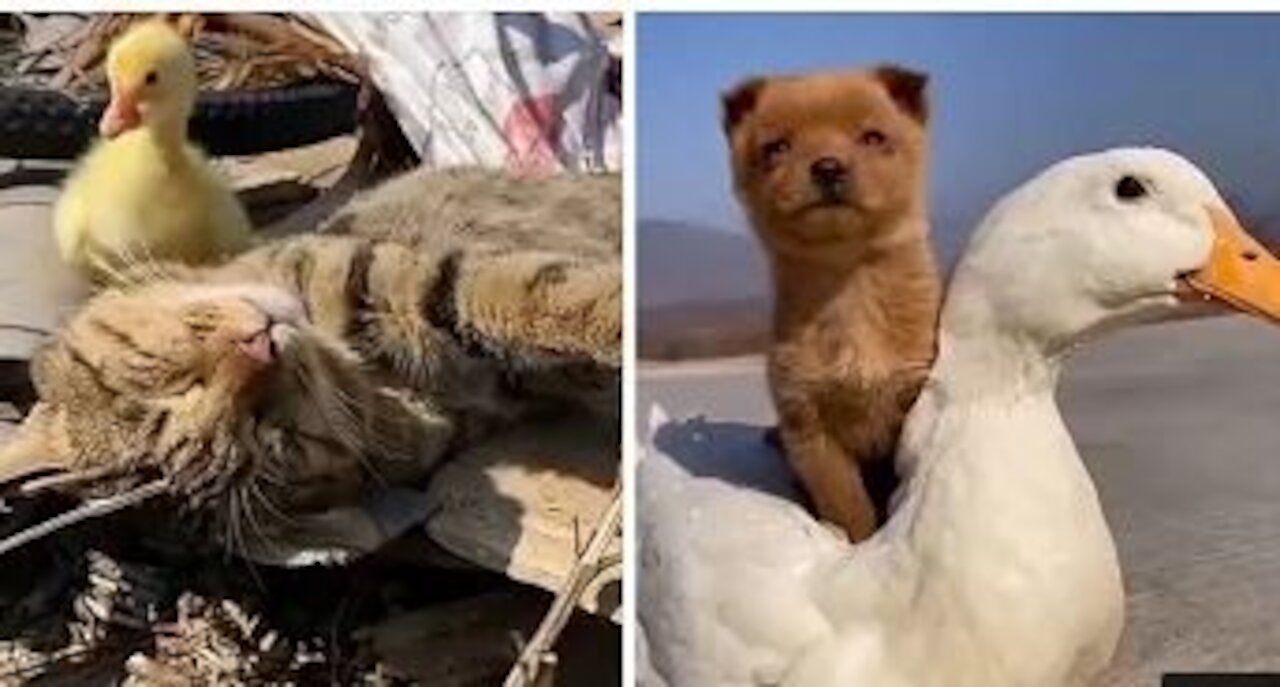 Funny Animals | Cute Animals will make your day. Compilation of Funny and Interesting Videos.