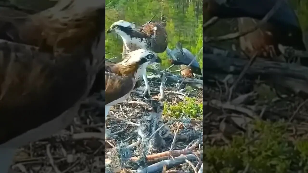 Aguia desastrada enrosca comida em galho e deixa filhotes nervosos