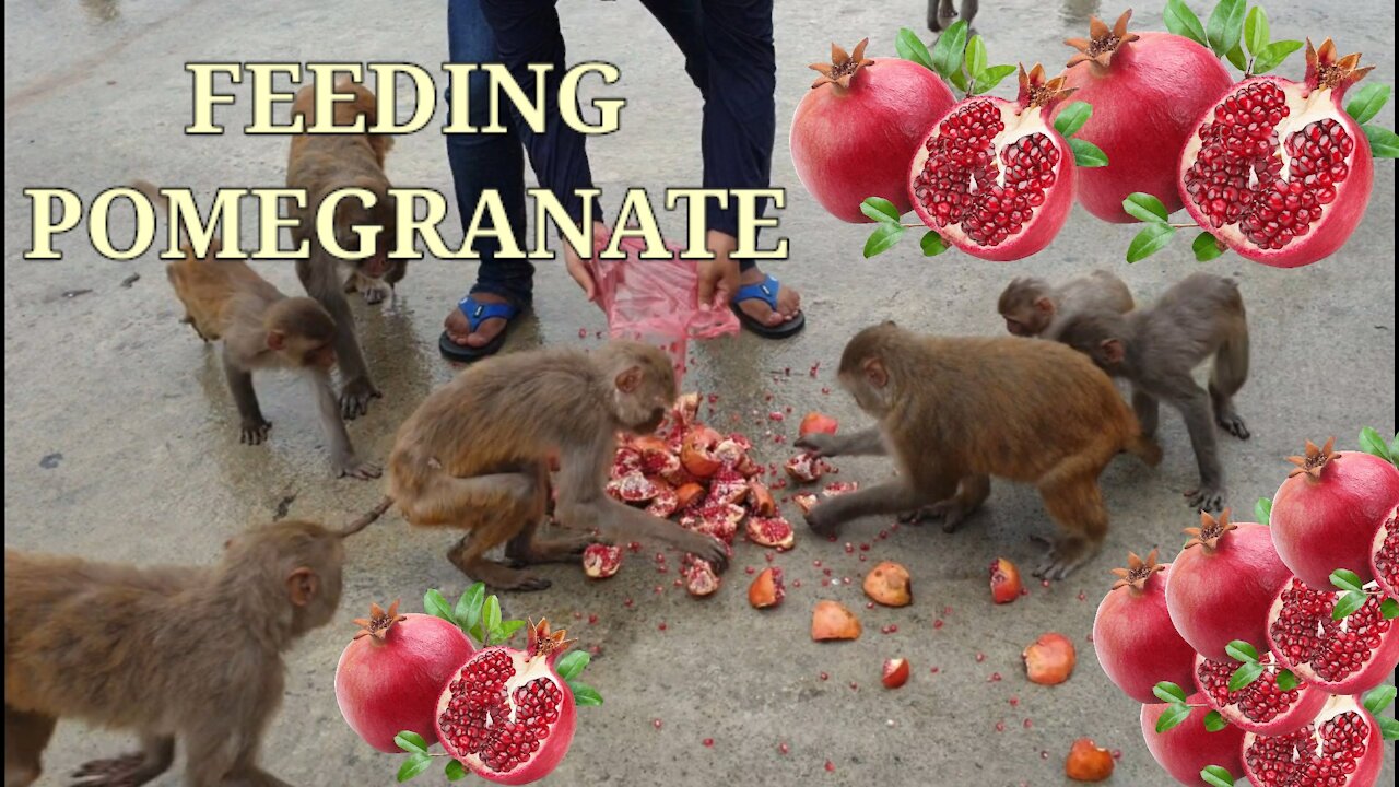 Feeding 5kg pomegranate