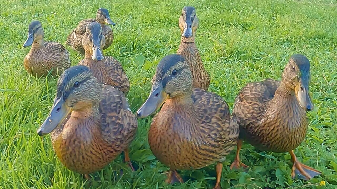 Ducklings Are Coming, The 7 Ducklings Are Coming!