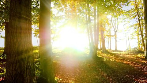 Nature's Symphony: 10 Minutes of Serenity with Calming Music and Birdsong