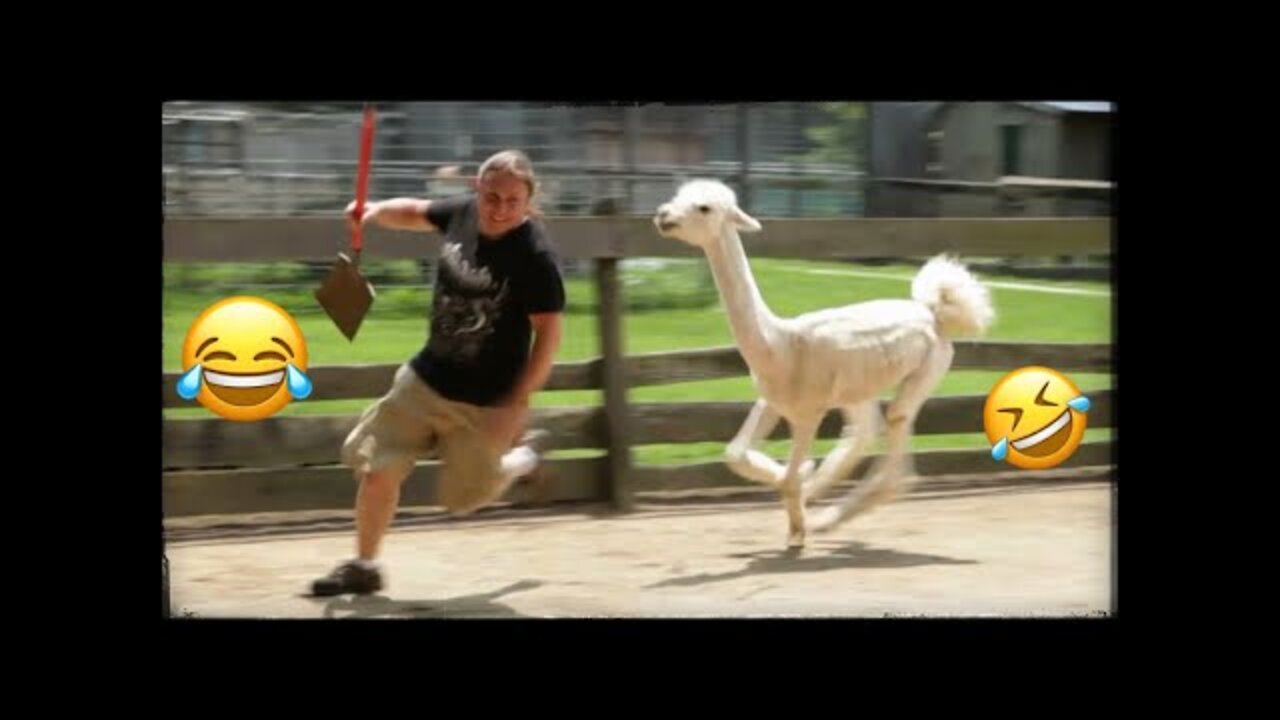 Funny Animals Scarring And Chasing People Compilation