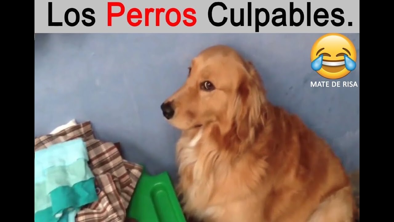 Los Perros Culpables🐶