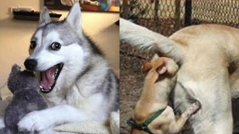 Funny Animal Videos that Will 100% Make You Laugh