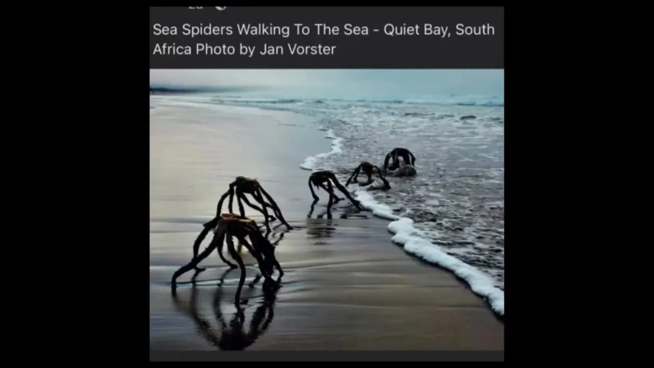 Then everything changed when the African Sea Spiders attacked!