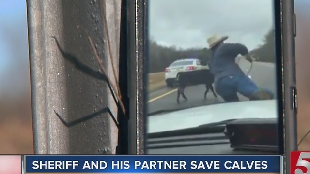 Video Of Cowboy Lassoing Calf From Cop Car Goes Viral