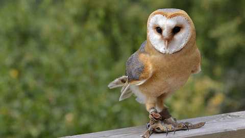 7 Adorable Animals (With Secretly Horrifying Dark Sides)