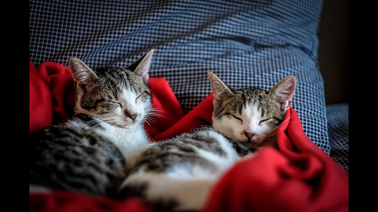 Beautiful Cat Video