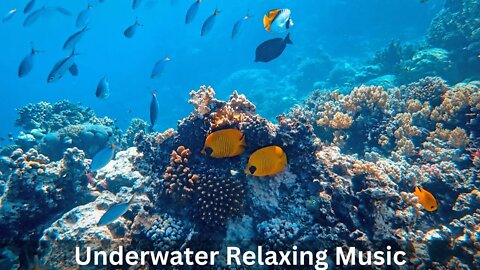 Underwater Relaxing Music / Nature Relaxation / Sea Life