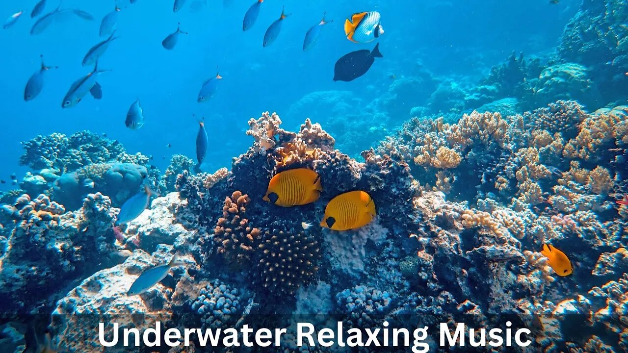 Underwater Relaxing Music / Nature Relaxation / Sea Life