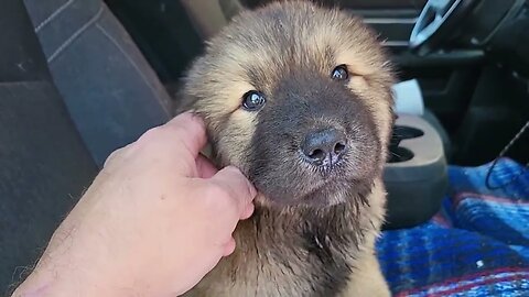Noble Bear