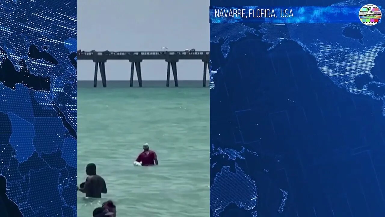 Shark surprises holiday swimmers at Florida beach