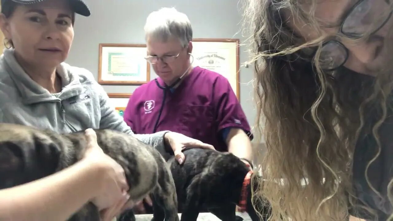 LonelyCreek well puppy cks Ch Legacy x Tuffy litter.