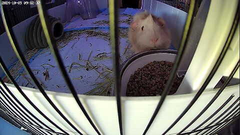 Guinea Pig Automatic Timing Feeder