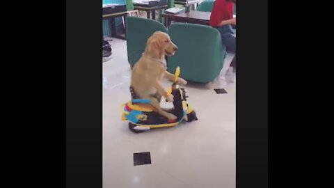 Lindo cachorro conduciendo