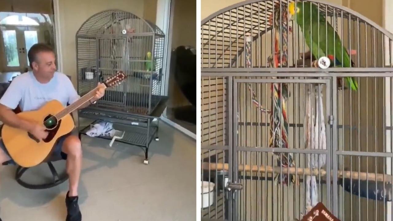 Parrot Singing Whenever Dad Plays Guitar