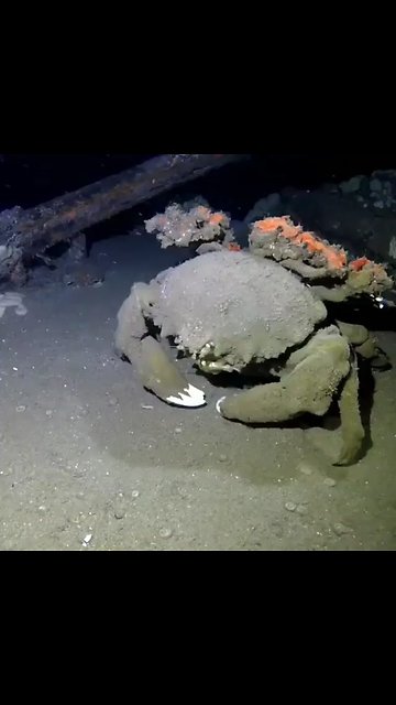 Sponge crab looks like something from outer space