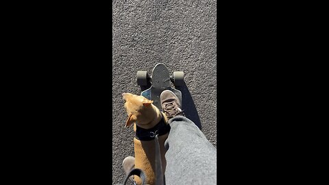 Long boarding Chihuahua