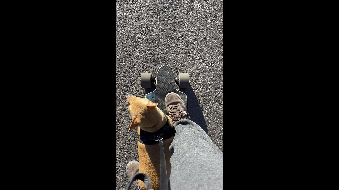 Long boarding Chihuahua