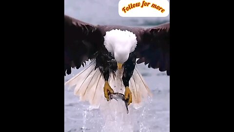 The eagle caught the prey while flying and ate it🥱 Amazing video