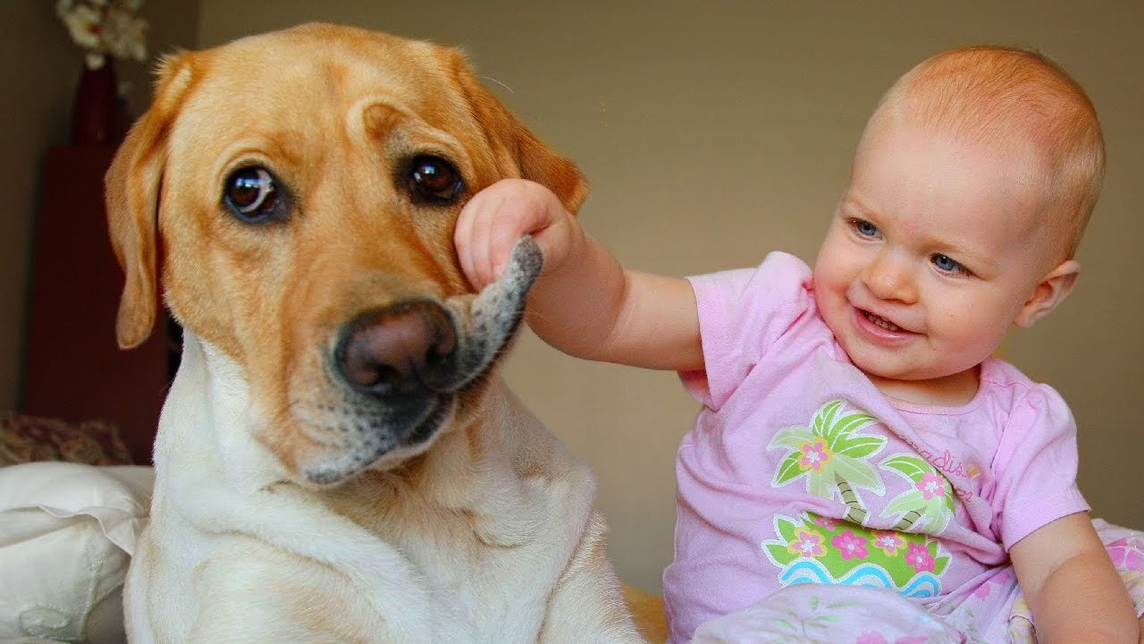 Children fun with dogs