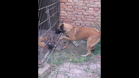 "Hero Dad Dog Saves His Adorable Pup! 🐶🦸‍♂️"