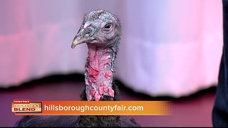 Hillsborough County Fair | Morning Blend