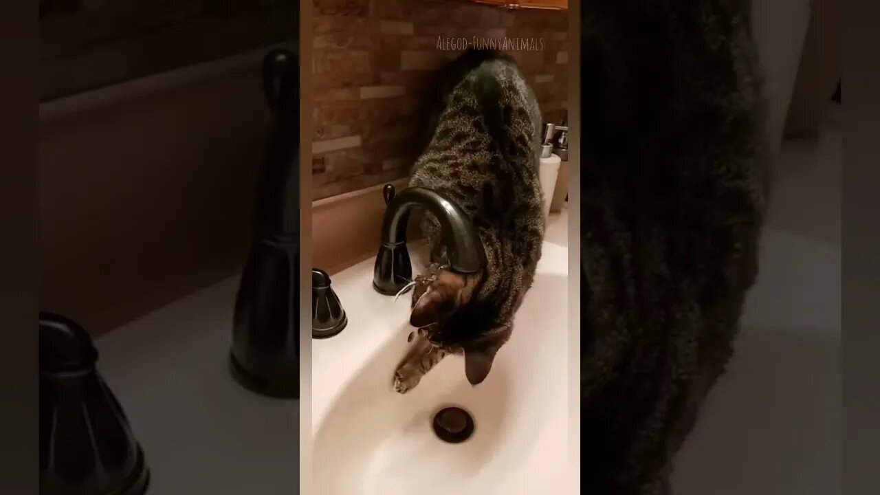 funny and cute cats cute cat videos #funny for more videos subscribe to my channel