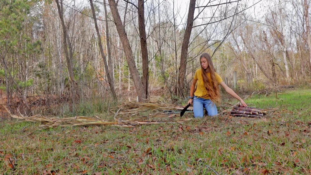 How to Plant and Grow Sugarcane in Rows (Even Outside the Tropics)