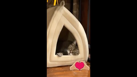 My cat Duda chilling in her tent