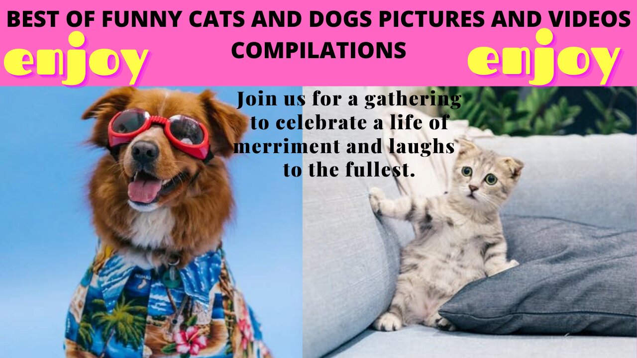 BEST OF FUNNY CATS AND DOGS PICTURES AND VIDEOS COMPILATIONS