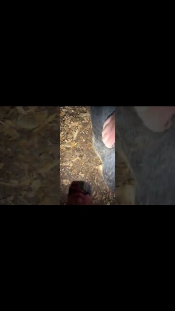 What is this stuff coming out of my boar? Is he ‘backed up’?