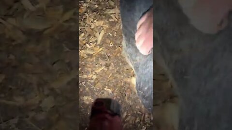 What is this stuff coming out of my boar? Is he ‘backed up’?