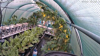 Greenhouse 1 Timelapse Ending 19-11-2024