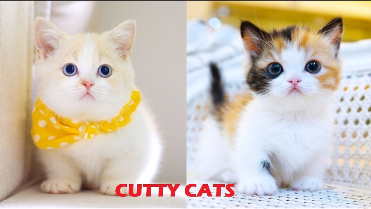 Cute Baby Cats and Funny Baby Cats