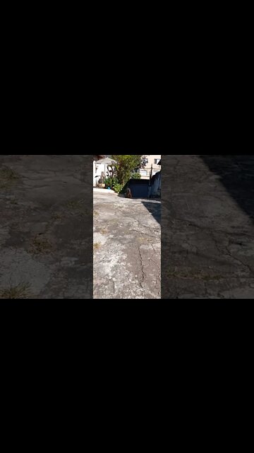 #dogshow, #amimals, #dogs, #shorts