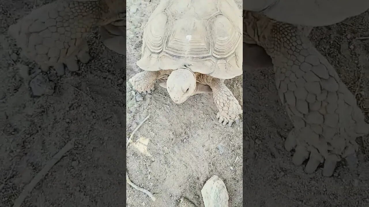 Yoshi