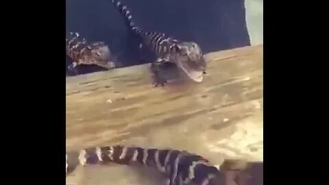 Baby Aligators At Breakfast Time #palmdale #florida #shorts #amputee