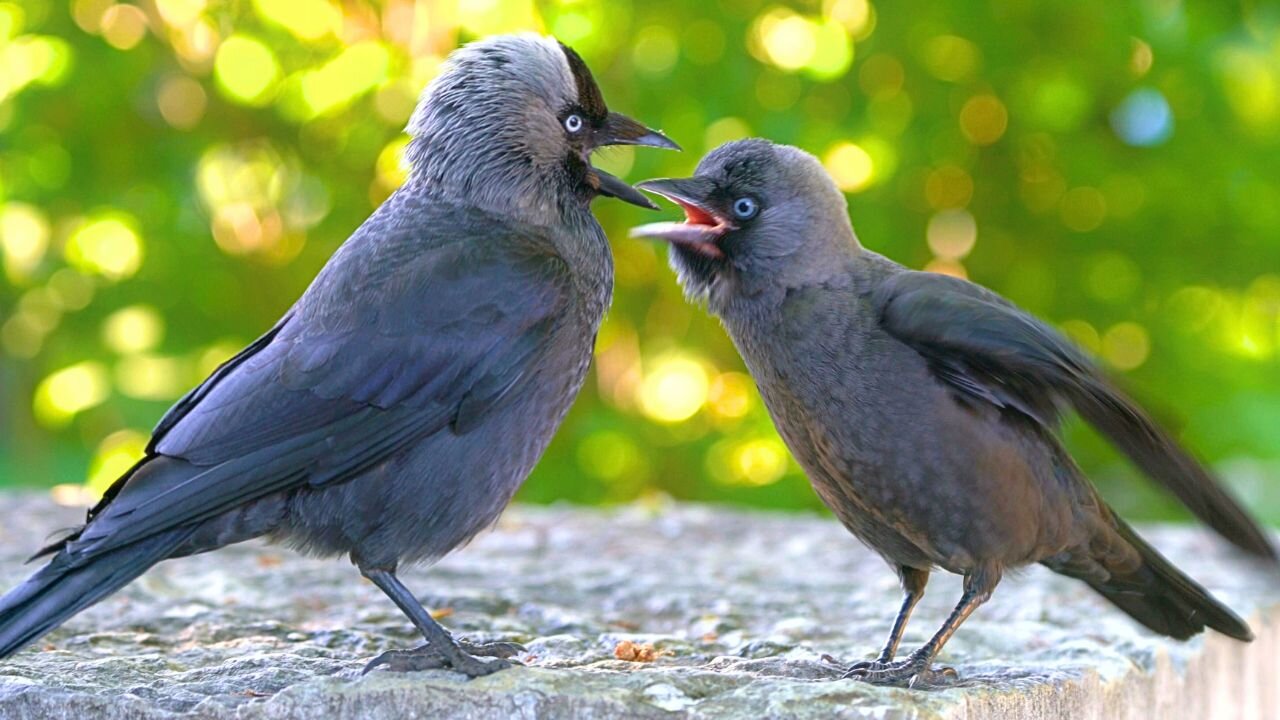 Jackdaw Mother with Baby Fledgling