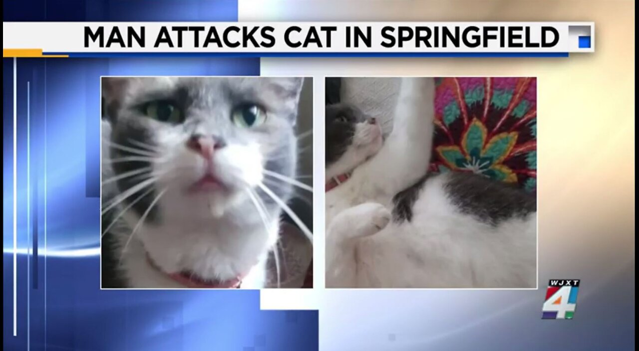 MAJOR WARNING. Kamala needs to speak out. CAT ATTACKED in Springfield. Caught on Video.